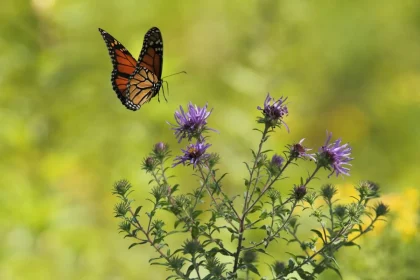 Ko Samui Flower & Butterfly Garden: The Very Best Spot To Experience Nature