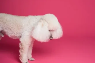 Lean your 6 Month Old Puppy Jumping and Biting on Walks