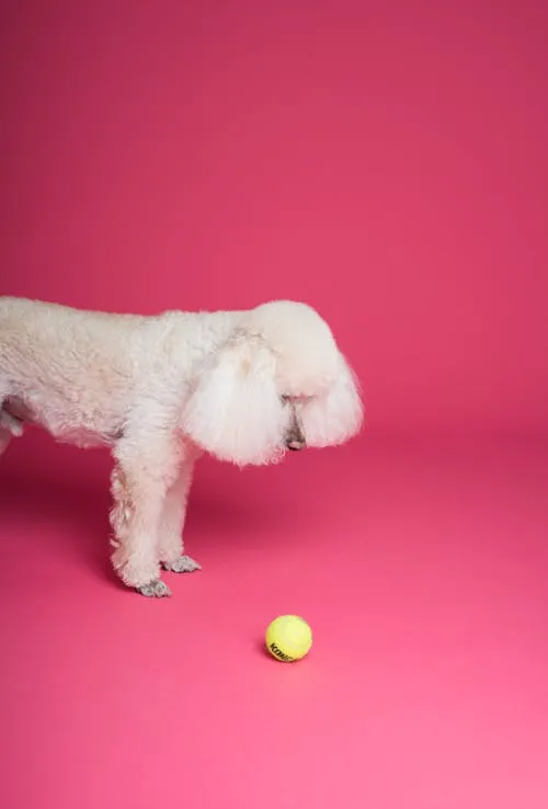 Lean your 6 Month Old Puppy Jumping and Biting on WalksReviewed by Sage Collins - Pet Basics Reviewer