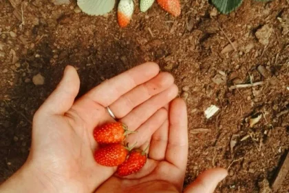 Looking For Extra Gardening Ideas?