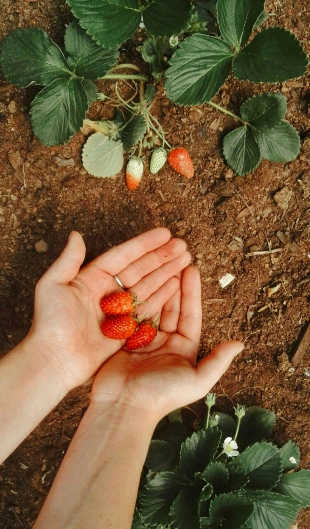 Looking For Extra Gardening Ideas?Reviewed by Erin Wallace - Plant Care Editor Looking For Extra Gardening Ideas?Reviewed by Erin Wallace - Plant Care Editor
