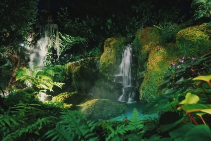 Can We Replant the Planets Rainforests?