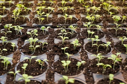 So Why Is Not Hydroponics Taking Over the Food Industry?