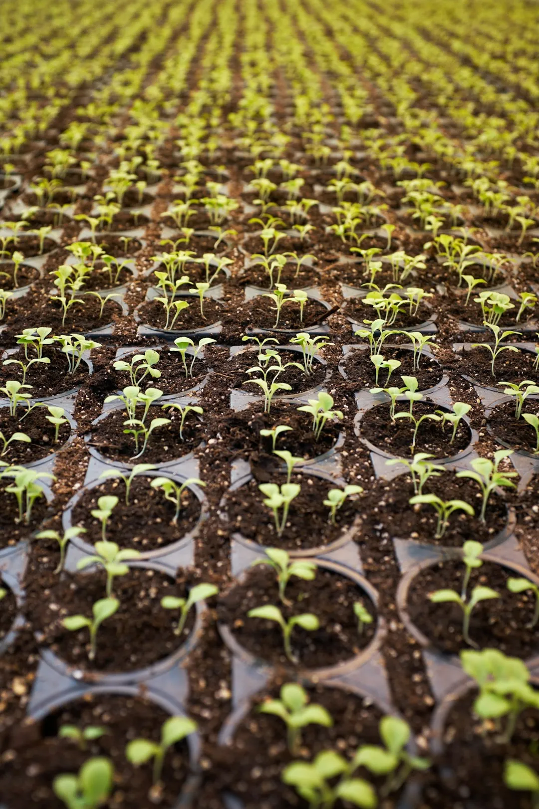 So Why Is Not Hydroponics Taking Over the Food Industry?