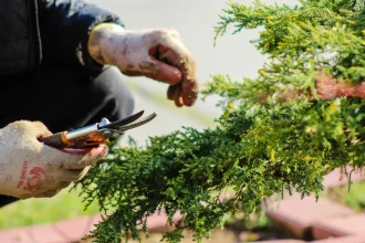 Ten Lies Are Dwelling Gardens Good For The Environments Inform