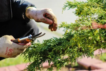 Ten Lies Are Dwelling Gardens Good For The Environments Inform