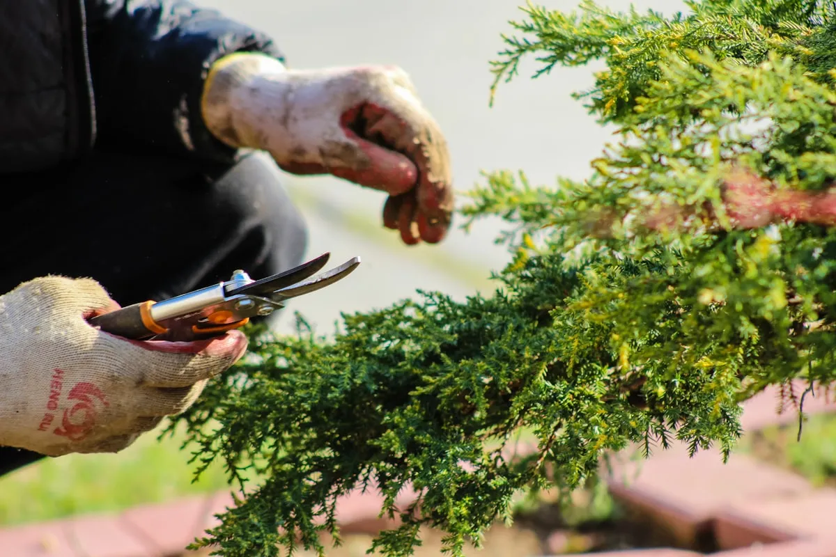 Ten Lies Are Dwelling Gardens Good For The Environments InformReviewed by Hannah Price - Outdoor Basics Reviewer Ten Lies Are Dwelling Gardens Good For The Environments InformReviewed by Hannah Price - Outdoor Basics Reviewer
