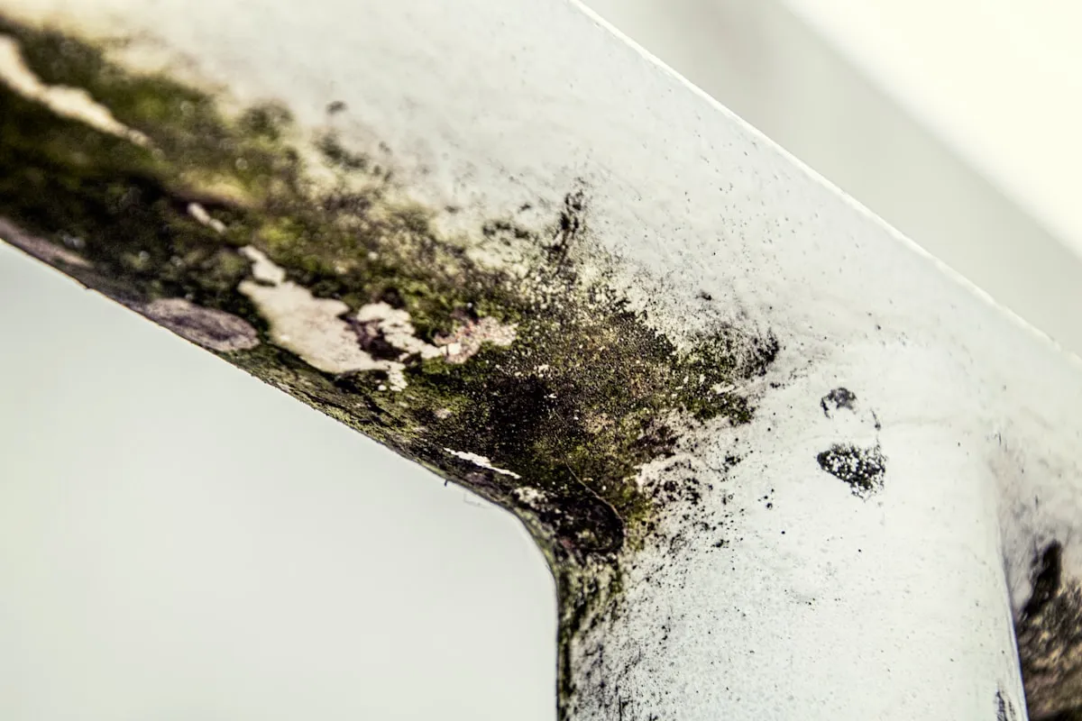 The Water Damage Hardwood Floor Mold DiariesReviewed by Rachel Kim - Material and Finish Reviewer The Water Damage Hardwood Floor Mold DiariesReviewed by Rachel Kim - Material and Finish Reviewer