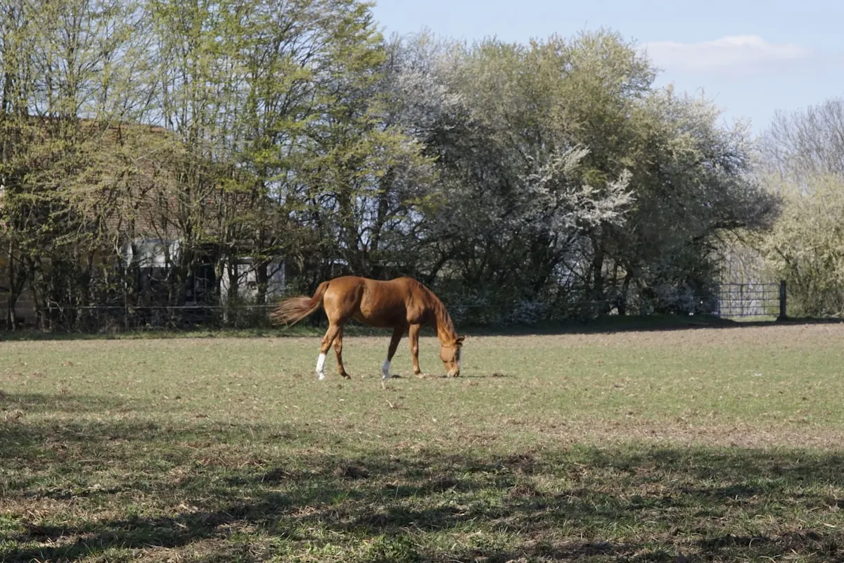 This German Farm May Be SuccessfulReviewed by Cole Ramirez - Soil and Pest Reviewer