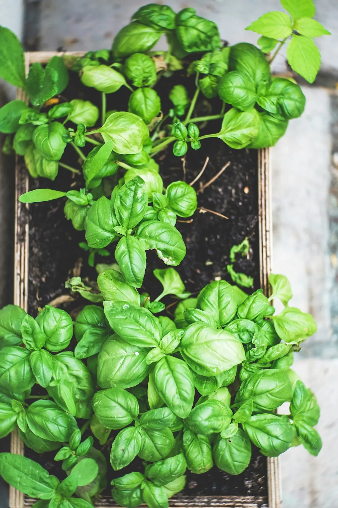 This German Farm Might Be SuccessfulReviewed by Ben Lawson - Practical Garden Tips Editor This German Farm Might Be SuccessfulReviewed by Ben Lawson - Practical Garden Tips Editor
