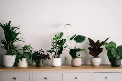 Are Such Bargains Worth purchasing bigger house plants at a discount