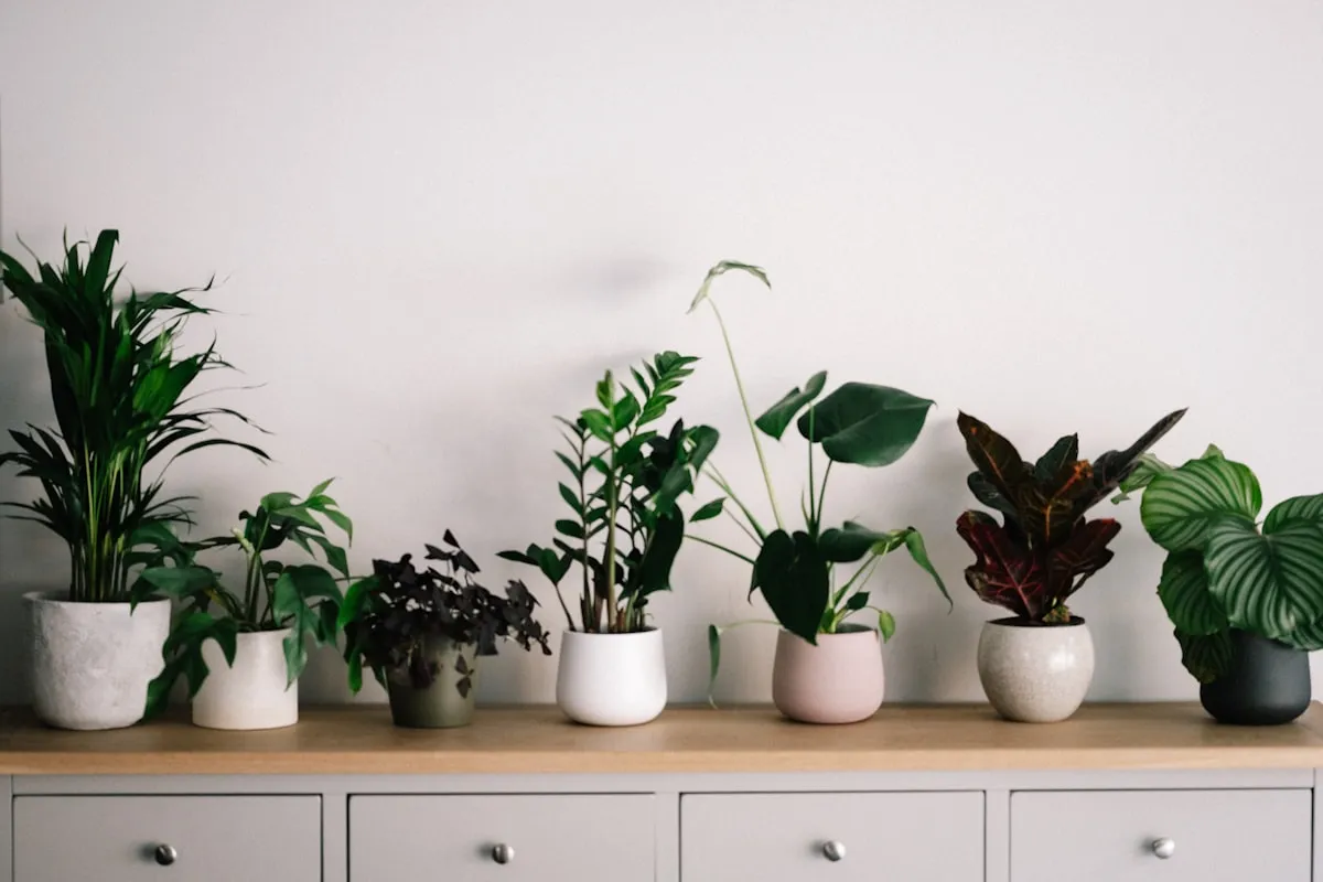 Are Such Bargains Worth purchasing bigger house plants at a discountReviewed by Ben Lawson - Practical Garden Tips Editor Are Such Bargains Worth purchasing bigger house plants at a discountReviewed by Ben Lawson - Practical Garden Tips Editor