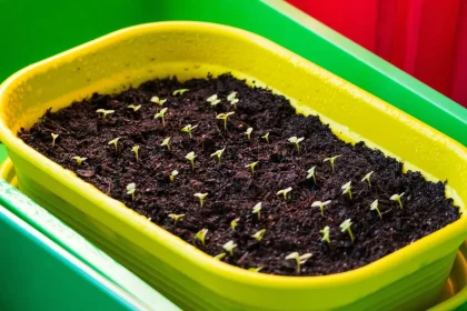 What Everyone Must Learn About Are Home Gardens Good For The Environment