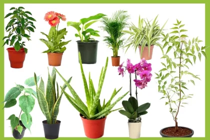 Which Outdoor Plants That Are Good For the Environment Give Oxygen 24 Hours a Day?