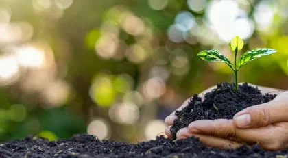 Why Are Home Gardens Good For the Environment and Enhance Clean Air?