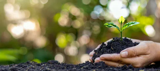 Why Are Home Gardens Good For the Environment and Enhance Clean Air?Reviewed by Ben Lawson - Practical Garden Tips Editor Why Are Home Gardens Good For the Environment and Enhance Clean Air?Reviewed by Ben Lawson - Practical Garden Tips Editor