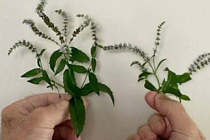 Your Weakest Link: Use It To Are Home Gardens Good For The Environment