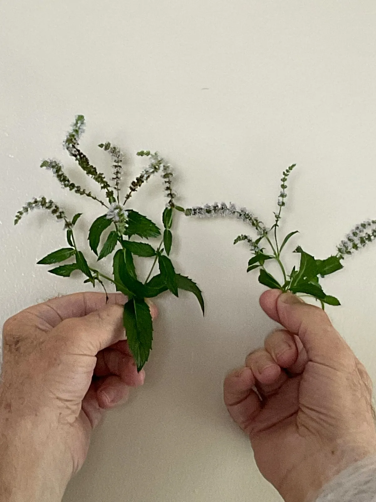 Your Weakest Link: Use It To Are Home Gardens Good For The EnvironmentReviewed by Cole Ramirez - Soil and Pest Reviewer
