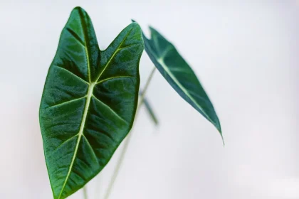 How to watering Alocasia Amazonica