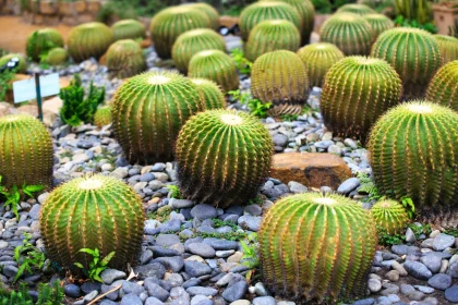 How to Expose These type of Succulents to the Sun