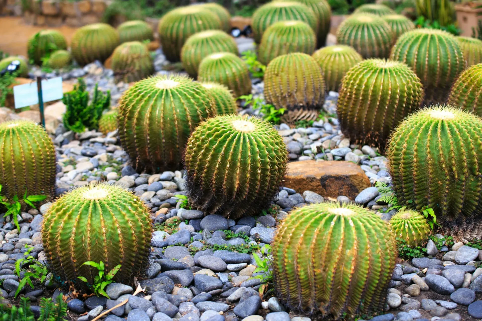 How to Expose These type of Succulents to the SunReviewed by Erin Wallace - Plant Care Editor