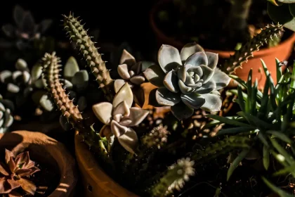 How to Grow Types of Flowering Succulents