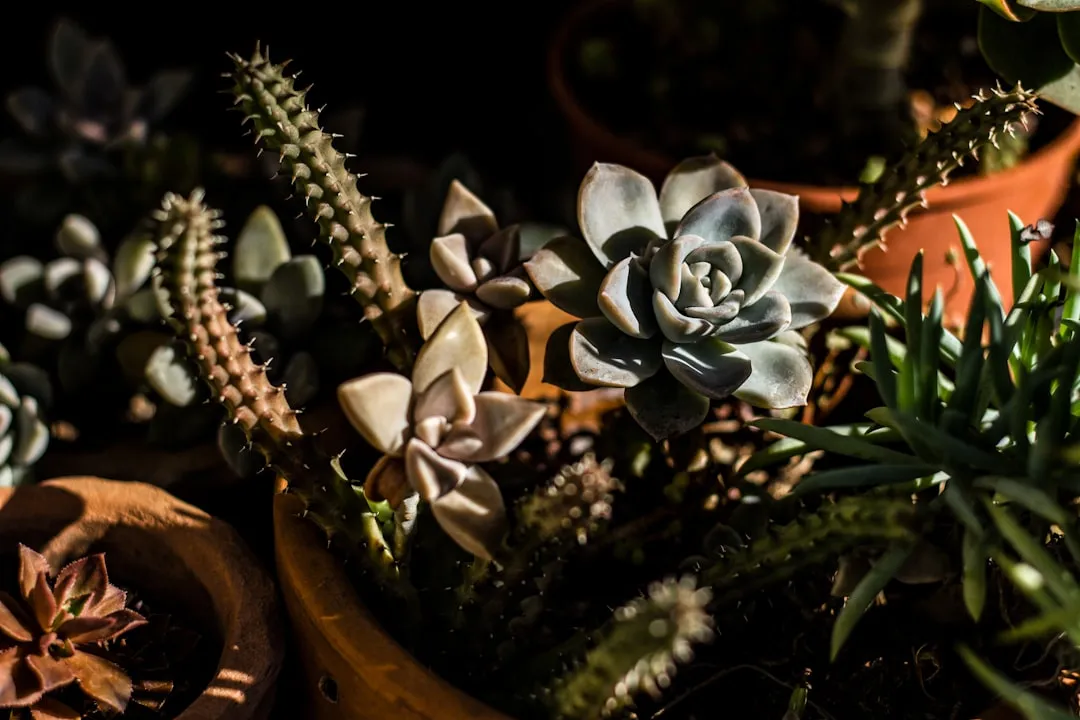 How to Grow Types of Flowering SucculentsReviewed by Ben Lawson - Practical Garden Tips Editor How to Grow Types of Flowering SucculentsReviewed by Ben Lawson - Practical Garden Tips Editor