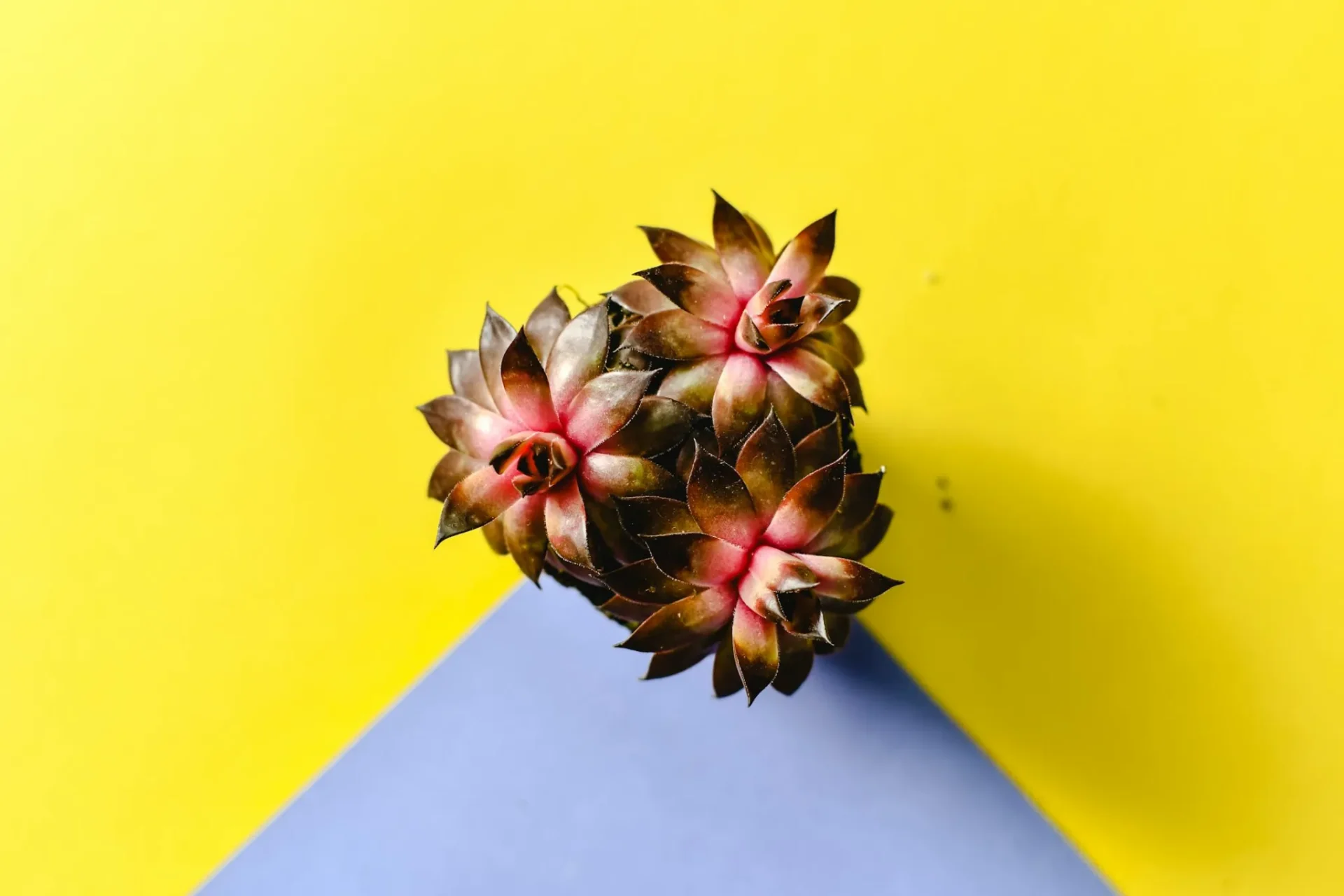 How do you get this type of succulents to bloom At Ease?Reviewed by Erin Wallace - Plant Care Editor How do you get this type of succulents to bloom At Ease?Reviewed by Erin Wallace - Plant Care Editor