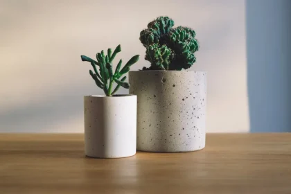 Type of succulents that should never grow in water