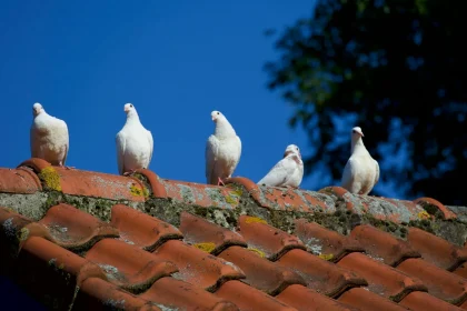 Water Damage Restoration: water damage from the roof
