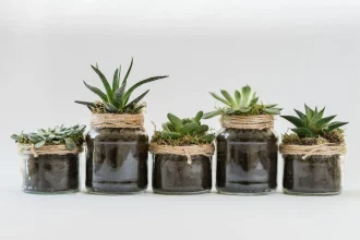 How to Grow Succulents in Small Flower Pots