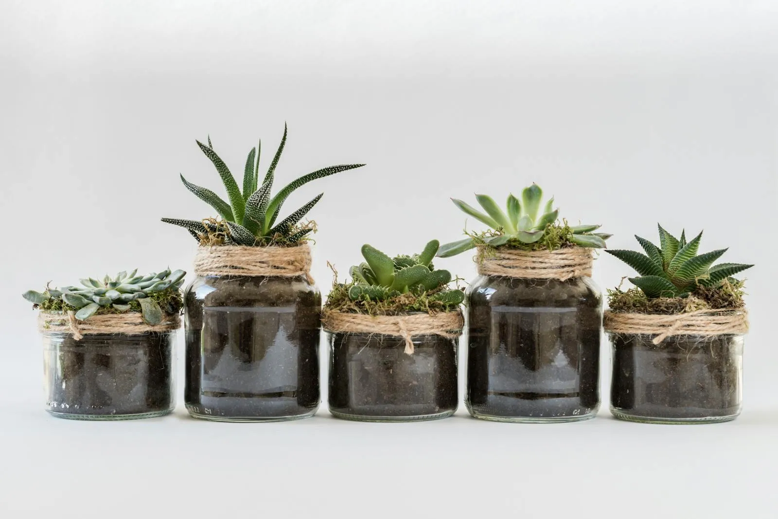 How to Grow Succulents in Small Flower PotsReviewed by Logan Fisher - Home Gardening Reviewer How to Grow Succulents in Small Flower PotsReviewed by Logan Fisher - Home Gardening Reviewer