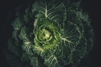 The Best Way Regenerative Ag Techniques For Growing Vegetables at Home