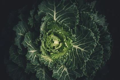 The Best Way Regenerative Ag Techniques For Growing Vegetables at Home