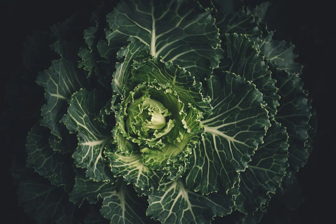 The Best Way Regenerative Ag Techniques For Growing Vegetables at Home