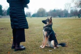 Dog Training Recommendations For a Dog With Aggression From PTSD