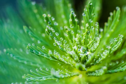 How to Adjusting Issues Like Moisture Your Plant
