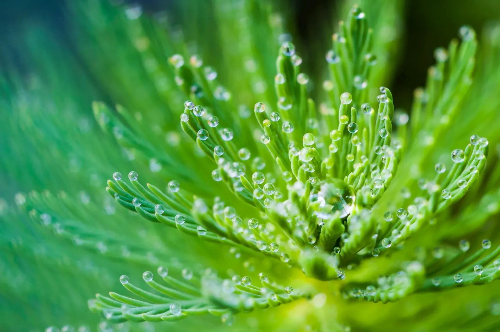 How to Adjusting Issues Like Moisture Your PlantReviewed by Hannah Price - Outdoor Basics Reviewer