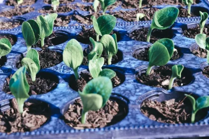 Garden Growing Season: What to Do (Plan for next season)