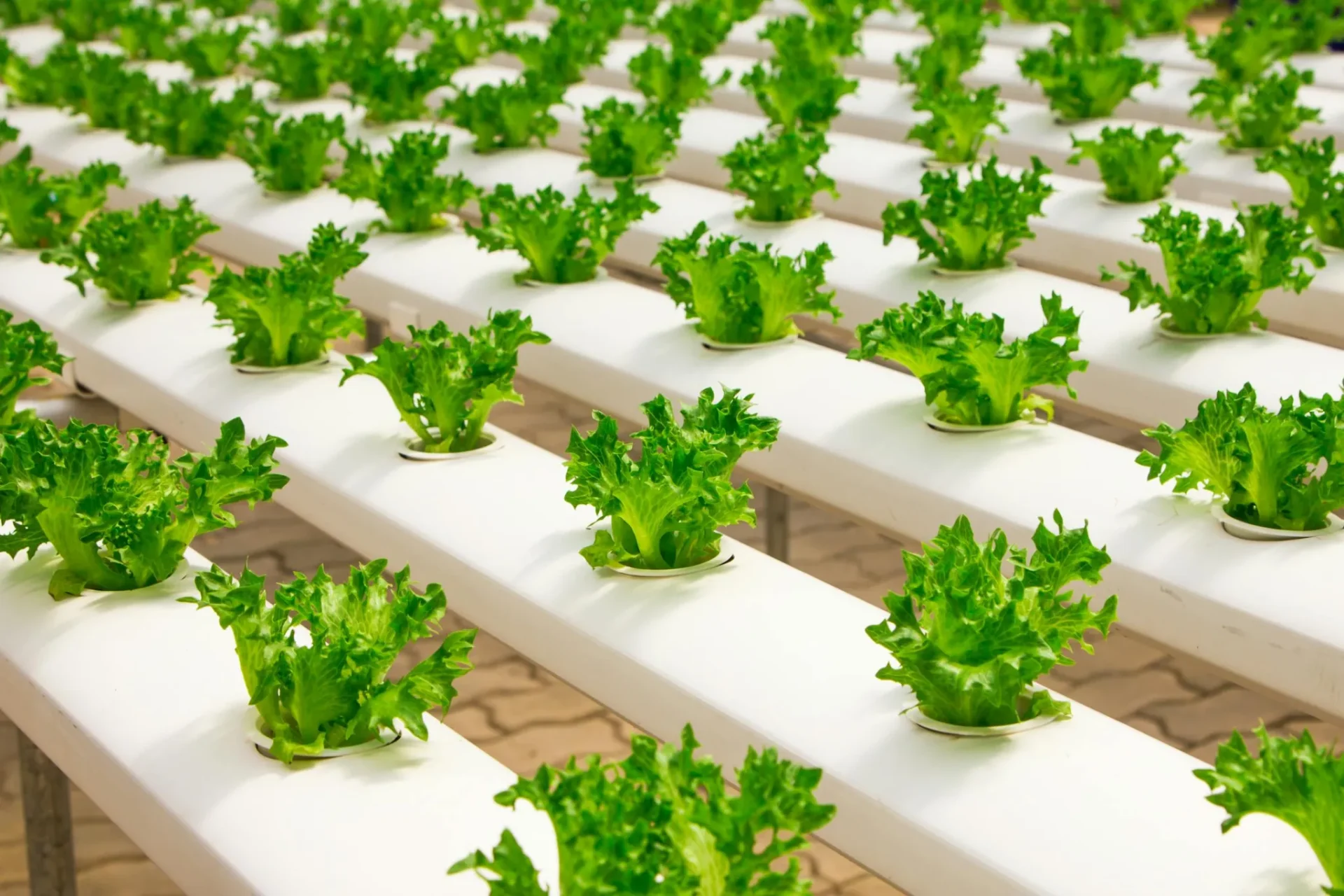 Aerospring Hydroponics System: How to Grow (4 Guide)Reviewed by Cole Ramirez - Soil and Pest Reviewer Aerospring Hydroponics System: How to Grow (4 Guide)Reviewed by Cole Ramirez - Soil and Pest Reviewer