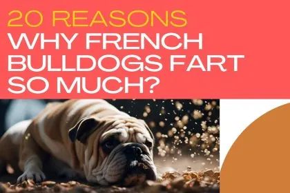 20 Reasons Why Do French Bulldogs Fart So Much?