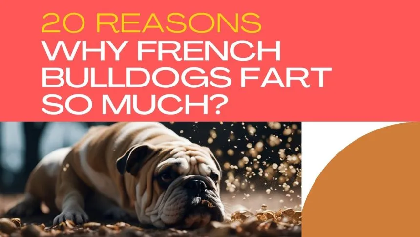 20 Reasons Why Do French Bulldogs Fart So Much?