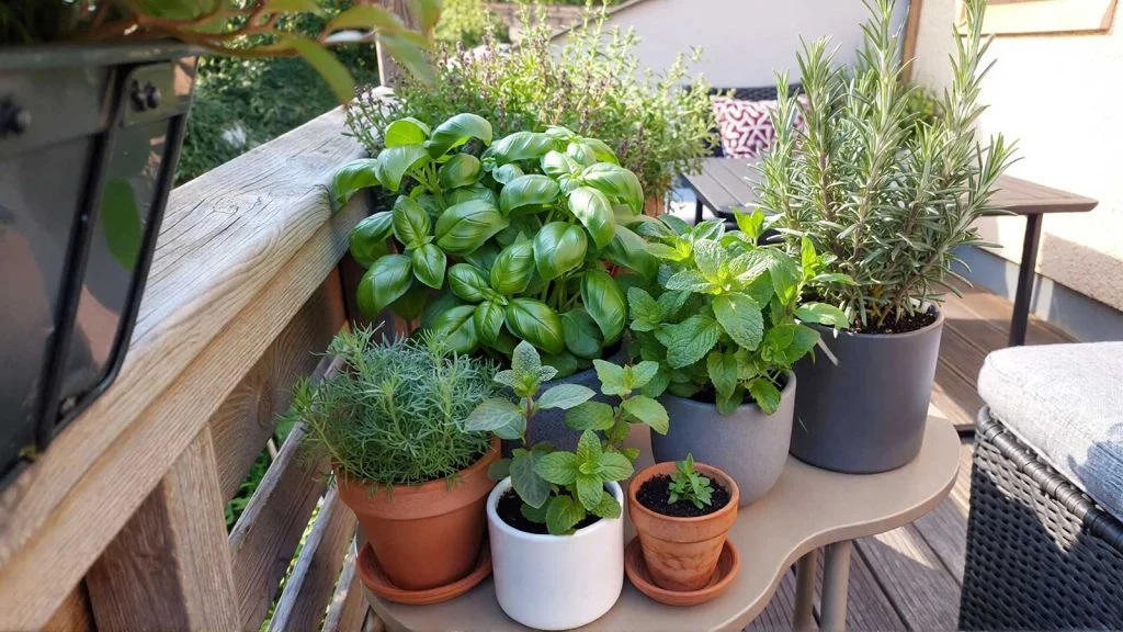 Basil, mint, and rosemary in pots