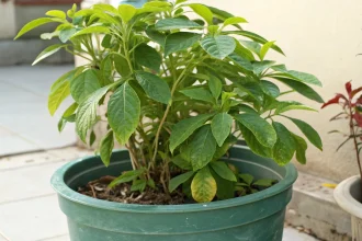 Why Plants Stop Growing Even When They Look Healthy