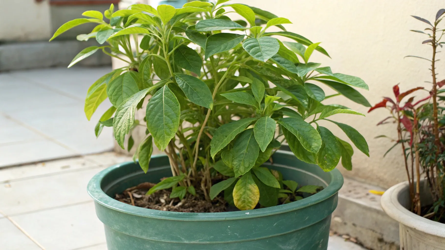 Why Plants Stop Growing Even When They Look Healthy Why Plants Stop Growing Even When They Look Healthy
