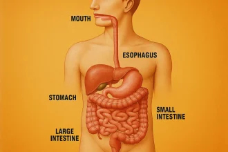 How Digestion Actually Works – A Clear, Step-by-Step Guide