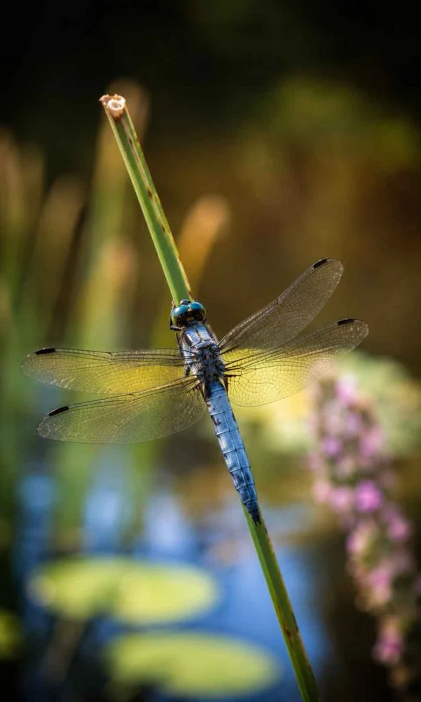 dragonfly resting beside a small wildlife pond in a home garden