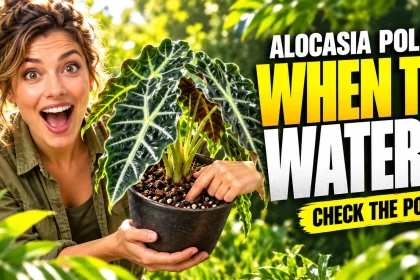 Gardener lifting an Alocasia Polly pot and checking its soil